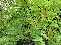 Sierboom - robinia (x1) - afbeelding 2 van  2