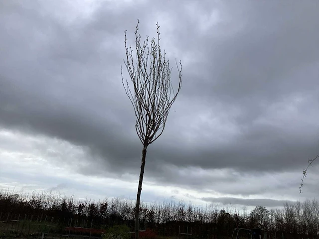 Sierboom - robinia (x1) - afbeelding 1 van  3