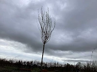 Sierboom - robinia (x1)