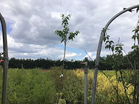 Sierboom - tamme kastanje (x1) - afbeelding 1 van  1