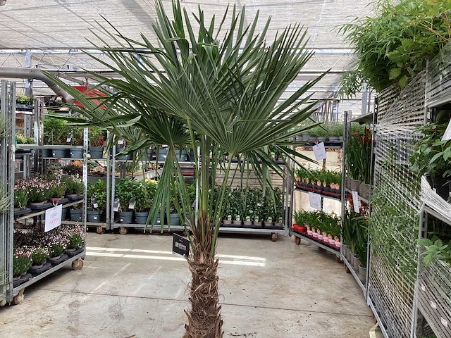 Sierboom - trachycarpus (x2) - afbeelding 1 van  1
