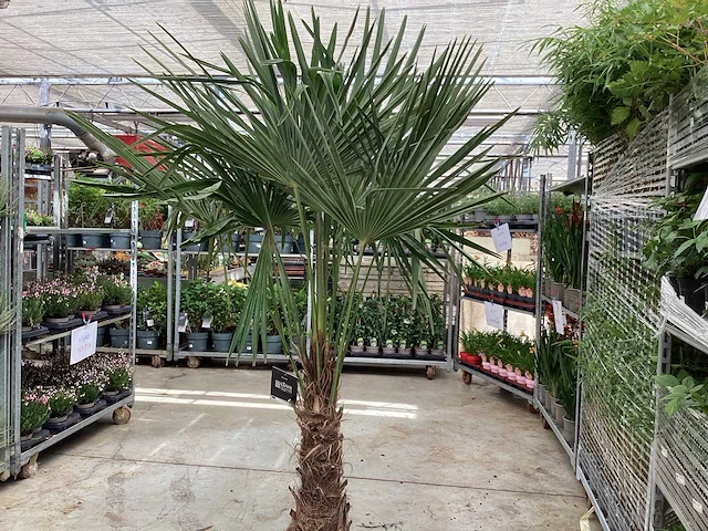 Sierboom - trachycarpus (x2) - afbeelding 1 van  1