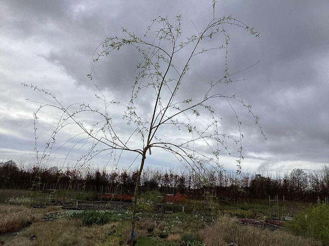 Sierboom - treurwilg (x1) - afbeelding 1 van  2