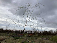 Sierboom - treurwilg (x1) - afbeelding 1 van  2