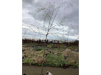 Sierboom - treurwilg (x1) - afbeelding 2 van  2