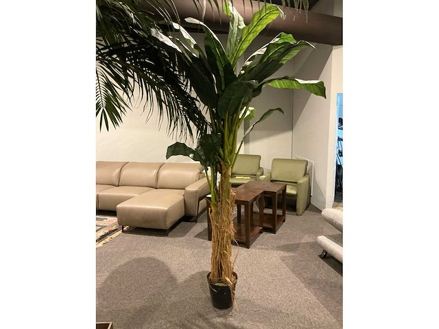 Sierboom (2x) - afbeelding 3 van  6