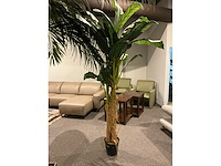 Sierboom (2x) - afbeelding 3 van  6