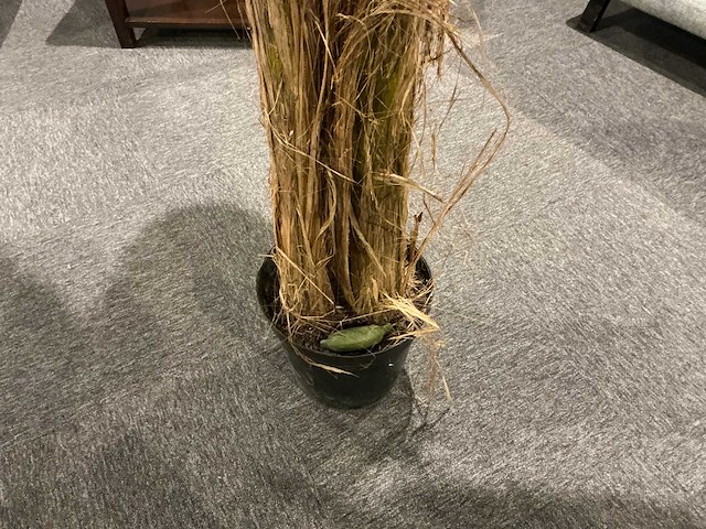 Sierboom (2x) - afbeelding 5 van  6