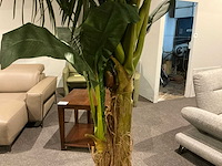 Sierboom (2x) - afbeelding 6 van  6