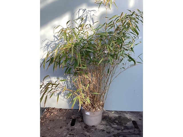 Siergrassen - bamboe (x10) - afbeelding 2 van  2