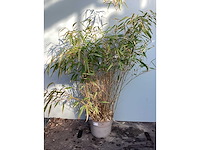 Siergrassen - bamboe (x10) - afbeelding 2 van  2