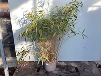 Siergrassen - bamboe (x15) - afbeelding 1 van  2