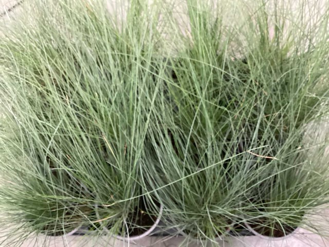 Siergrassen - festuca glauca (x100) - afbeelding 1 van  1