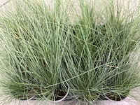 Siergrassen - festuca glauca (x100) - afbeelding 1 van  1