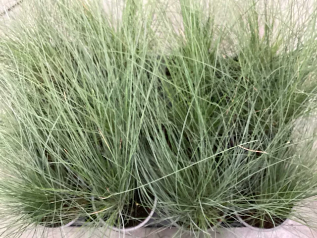 Siergrassen - festuca glauca (x100) - afbeelding 1 van  1
