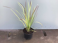 Siergrassen - imperata red baron (x50) - afbeelding 1 van  1