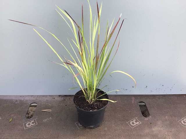 Siergrassen - imperata red baron (x50) - afbeelding 1 van  1