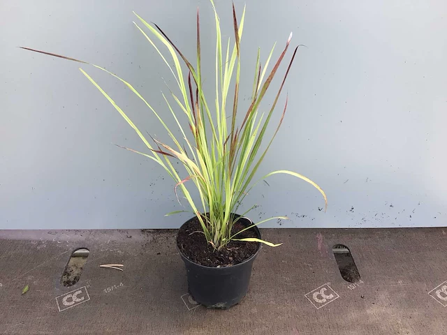 Siergrassen - imperata red baron (x50) - afbeelding 1 van  1