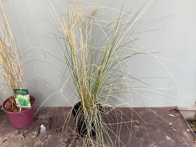 Siergrassen (70x) - afbeelding 2 van  3