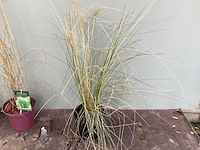 Siergrassen (70x) - afbeelding 2 van  3