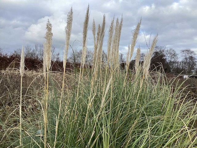 Siergrassen (70x) - afbeelding 3 van  3