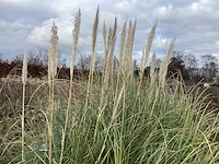 Siergrassen (70x) - afbeelding 3 van  3