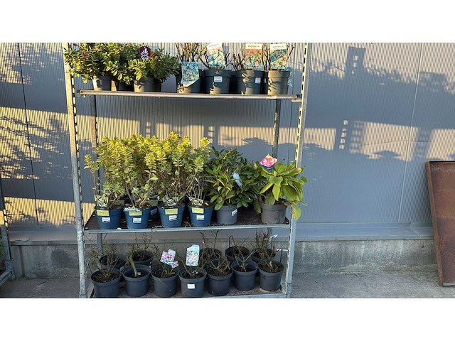 Sierheesters mix vaste plant (46x) - afbeelding 1 van  6