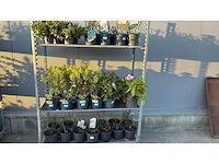 Sierheesters mix vaste plant (46x) - afbeelding 1 van  6