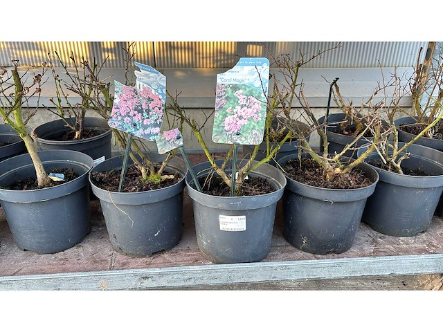 Sierheesters mix vaste plant (46x) - afbeelding 2 van  6