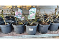 Sierheesters mix vaste plant (46x) - afbeelding 2 van  6