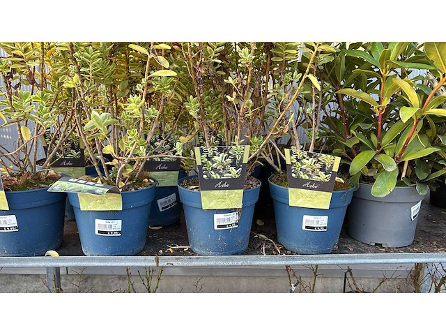 Sierheesters mix vaste plant (46x) - afbeelding 3 van  6