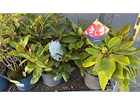 Sierheesters mix vaste plant (46x) - afbeelding 4 van  6