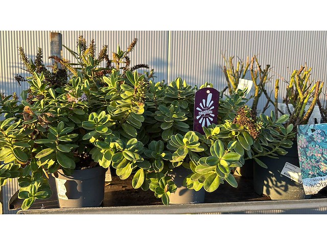 Sierheesters mix vaste plant (46x) - afbeelding 5 van  6