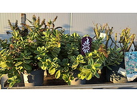 Sierheesters mix vaste plant (46x) - afbeelding 5 van  6