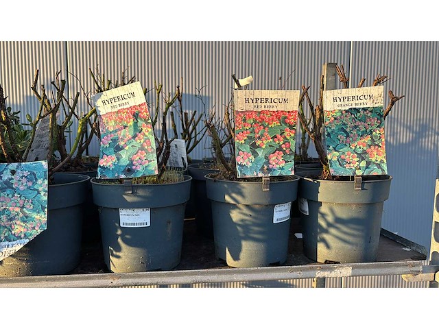 Sierheesters mix vaste plant (46x) - afbeelding 6 van  6