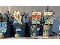 Sierheesters mix vaste plant (46x) - afbeelding 6 van  6
