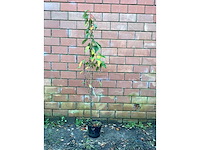 Sierkers - prunus amanogawa (x10) - afbeelding 2 van  4