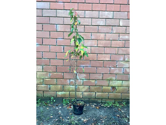 Sierkers - prunus amanogawa (x10) - afbeelding 1 van  2