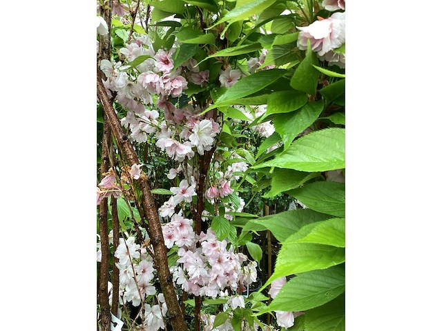 Sierkers - prunus amanogawa (x10) - afbeelding 2 van  2