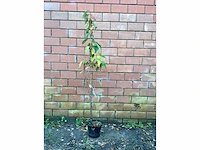 Sierkers - prunus amanogawa (x10) - afbeelding 2 van  4