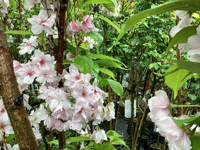 Sierkers - prunus amanogawa (x10) - afbeelding 3 van  4