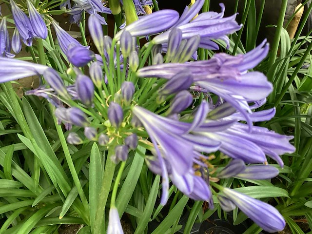 Sierplanten - agapanthus (x20) - afbeelding 1 van  3