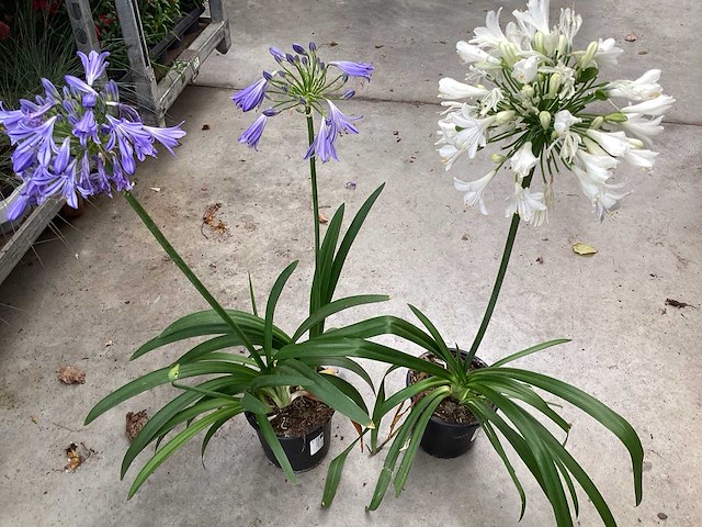 Sierplanten - agapanthus (x20) - afbeelding 3 van  3