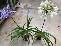 Sierplanten - agapanthus (x20) - afbeelding 2 van  2