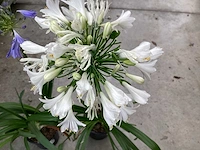Sierplanten - agapanthus (x20) - afbeelding 2 van  3
