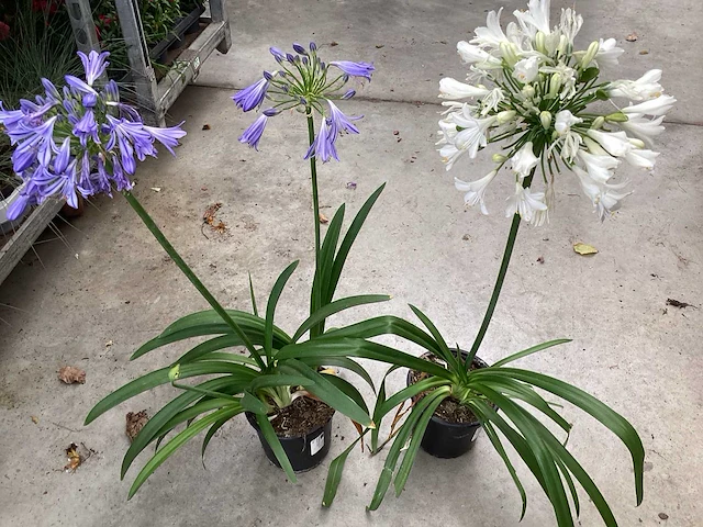 Sierplanten - agapanthus (x20) - afbeelding 3 van  3
