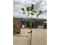 Sierstam - aronia (x1), acerstam(1). viburnum tinus stam(1) - afbeelding 2 van  4