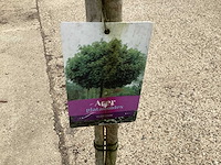 Sierstam - aronia (x1), acerstam(1). viburnum tinus stam(1) - afbeelding 3 van  4