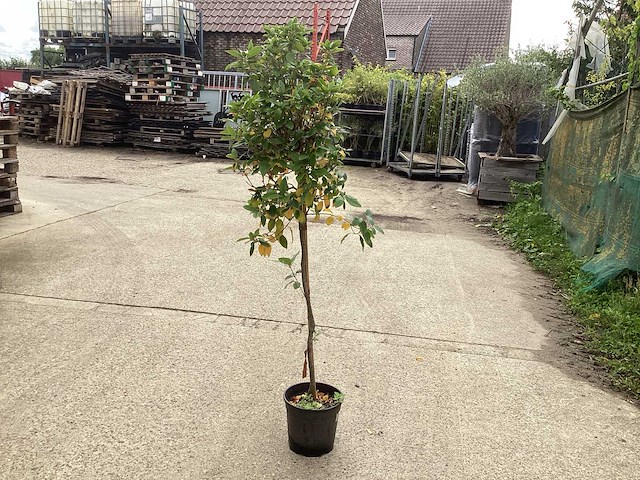 Sierstam - aronia (x1), acerstam(1). viburnum tinus stam(1) - afbeelding 3 van  5