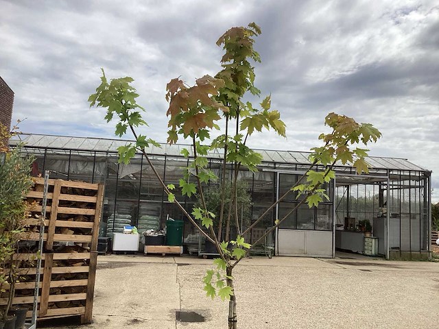 Sierstam - aronia (x1), acerstam(1). viburnum tinus stam(1) - afbeelding 1 van  3
